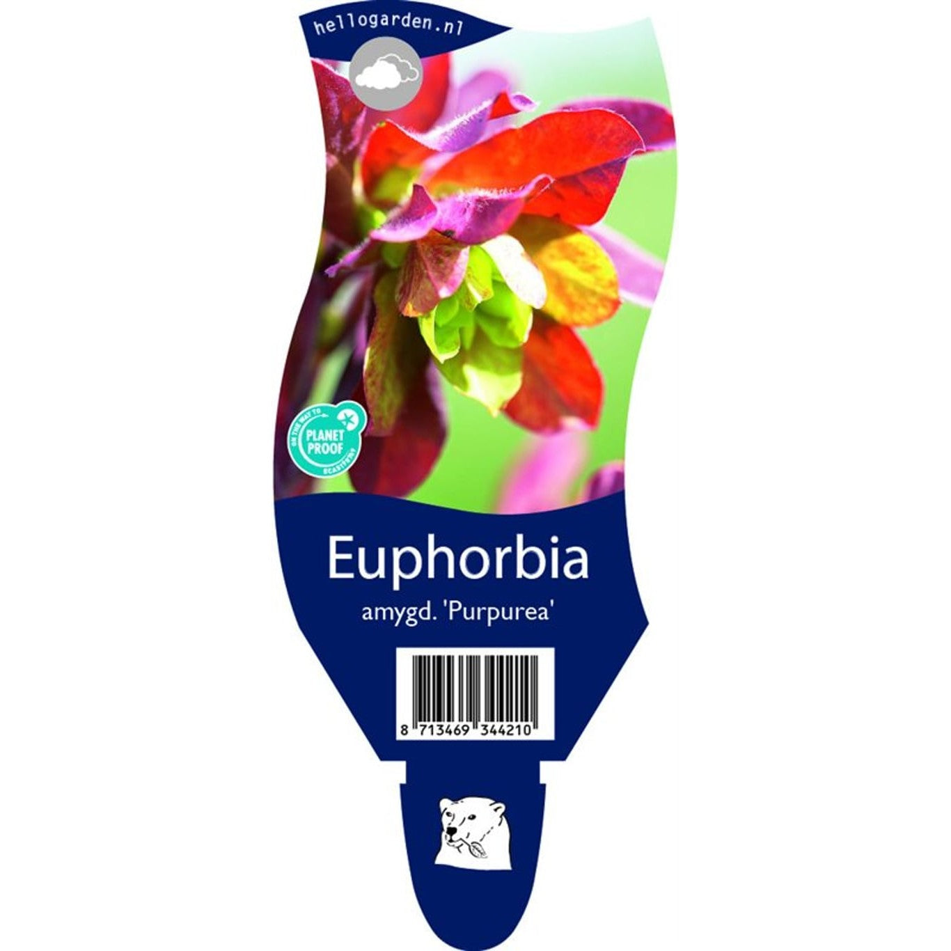 Mandelvortemjölk – Euphorbia amygdaloides 'Purpurea' - P11